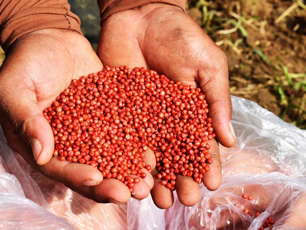 Sorghum is a drought-tolerant, hardy, easy-to-propagate and rich in protein crop which can be used as an alternative raw ingredient for animal feeds.