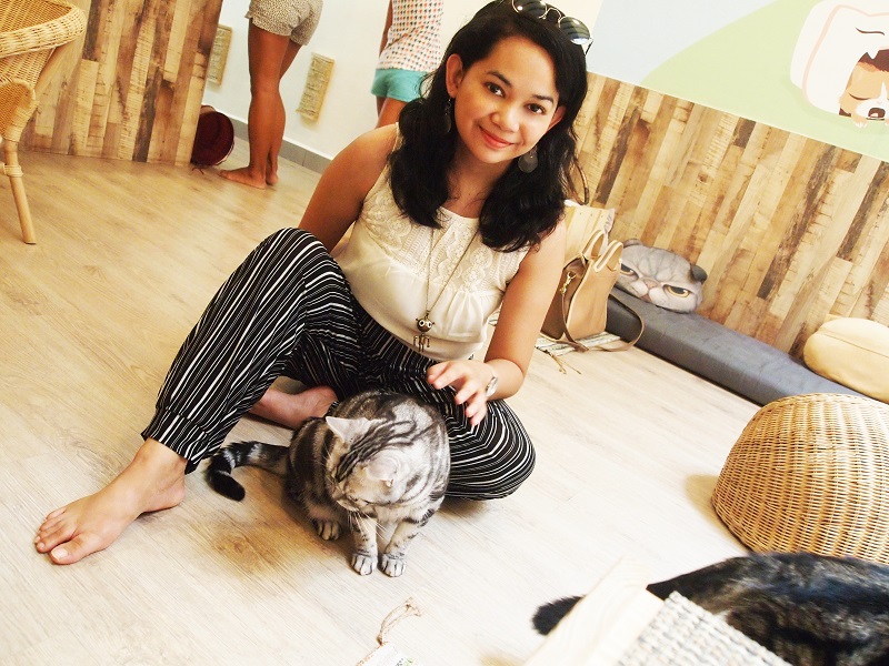 meowmi cat cafe