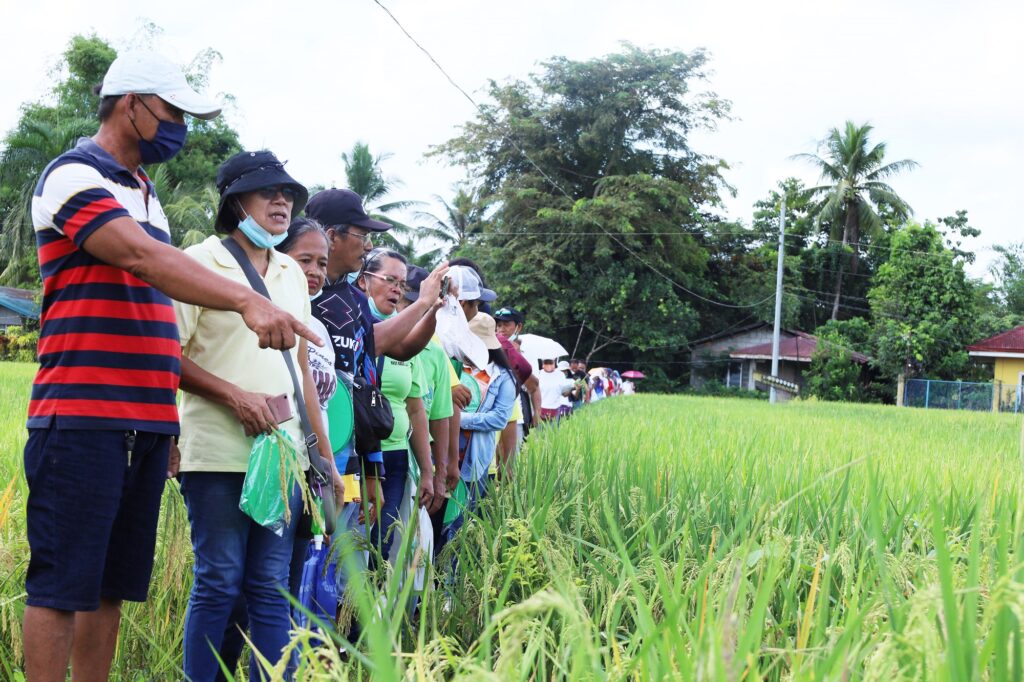 Demo Farm Rice 100-hectare demo farm pushes hybrid rice adoption in Calinog, Iloilo