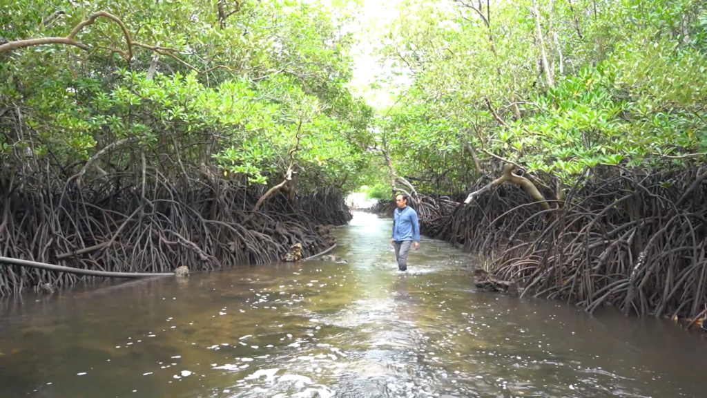 Bakawan Philippine mangrove conservation documentary